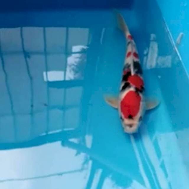 Showa Male 35 cm up