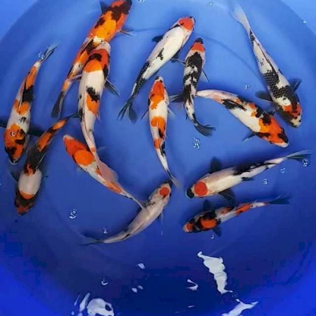13 ekor Showa, tancho showa, 17-25cm
