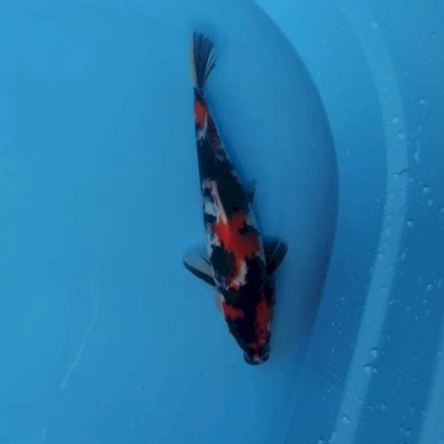 Showa male 30cm