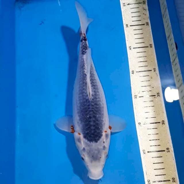 ASHAGI 30 CM