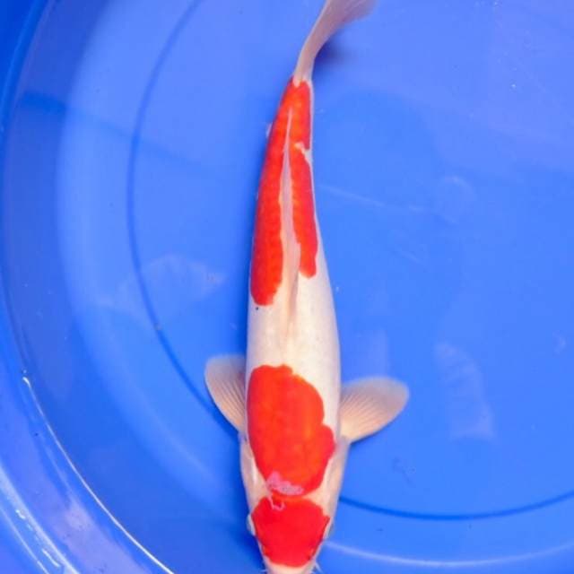Doitsu Kohaku 33 cm