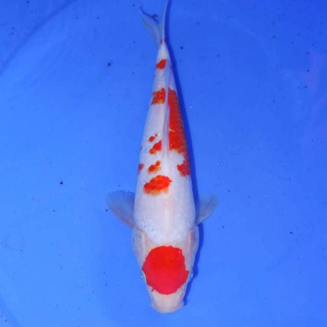 MARUTEN KOHAKU 27cm