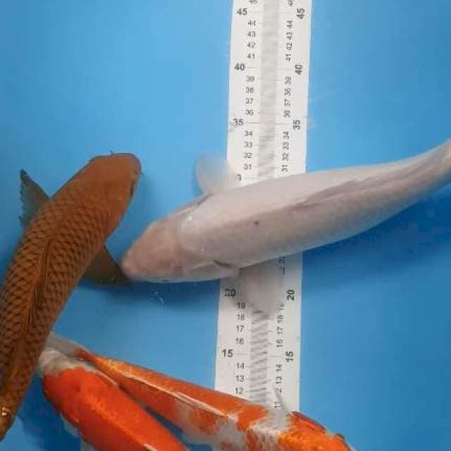 3 ekor gratis 1 ekor siromuji 41cm