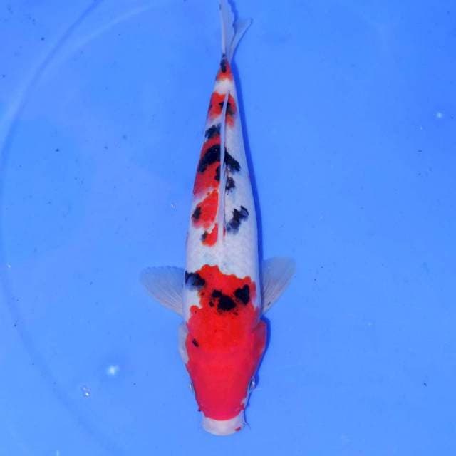 SANKE 26cm
