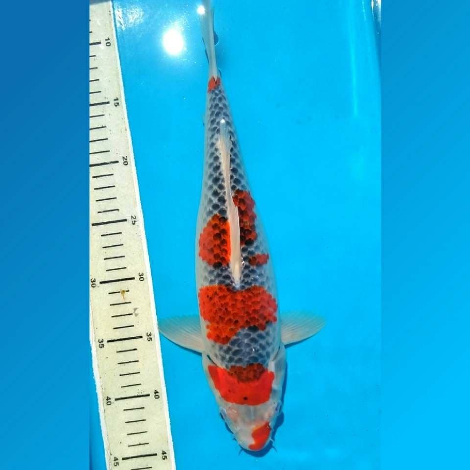 Gohiki pola pakem