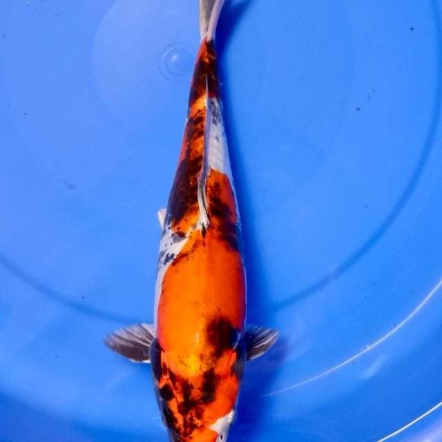 Doitsu Kin Showa 33 cm