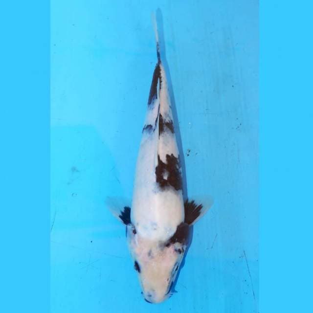 SHIRO 23cm