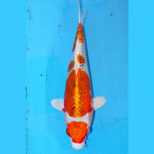 MARUTEN KUJAKU 22cm