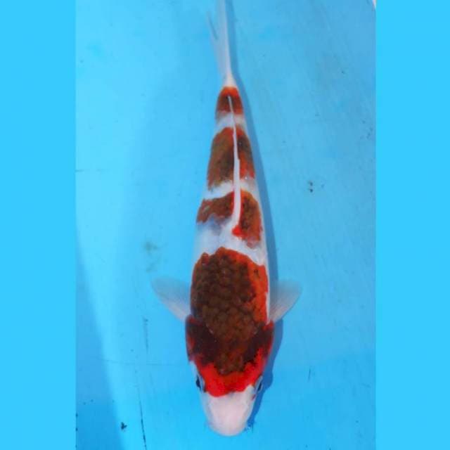 YONDAN BUDO GOROMO 22cm