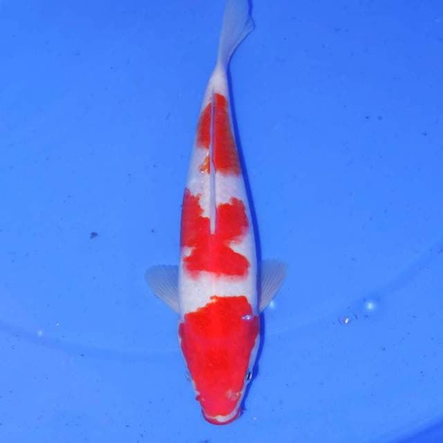KOHAKU 27cm