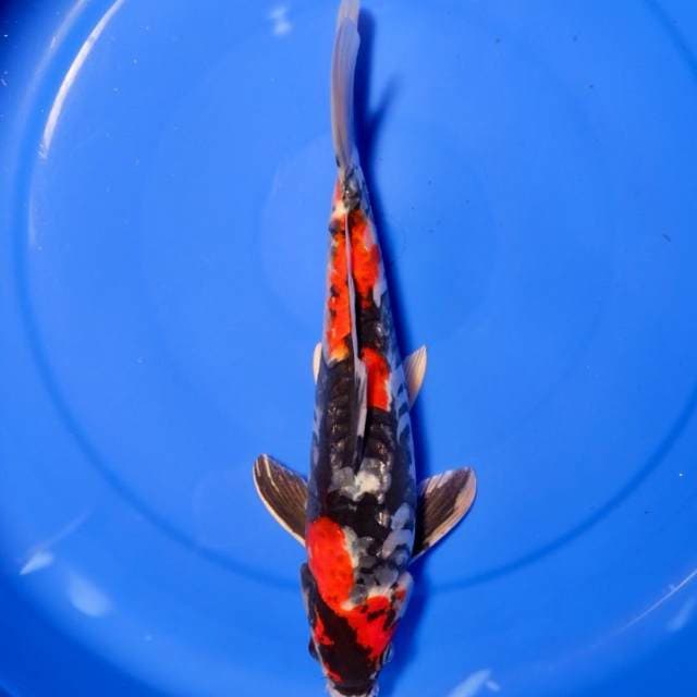 Kin Showa Aragoke 31 cm