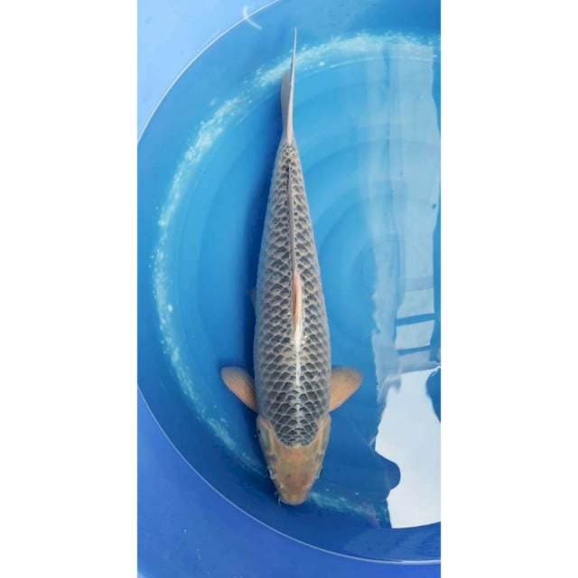 Jumbo Asagi 64cm (M)