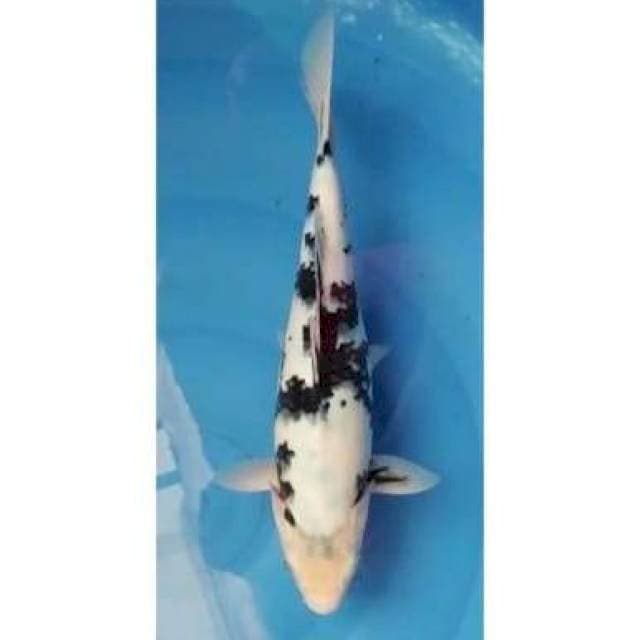 Layak Keeping Shiro Utsuri Tategoi Calon Bagus 35cm (F)