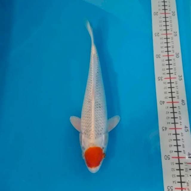 TANCHO KUJAKU 31CM