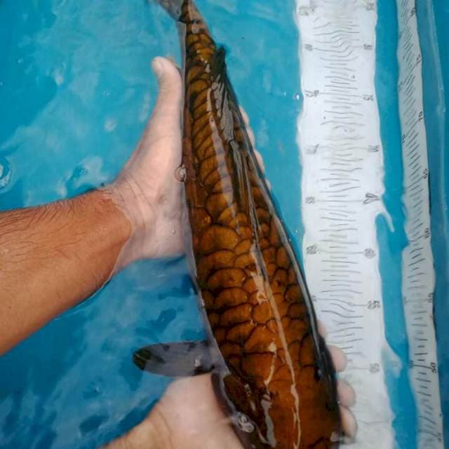 Cagoi f1 bloodline marudo
