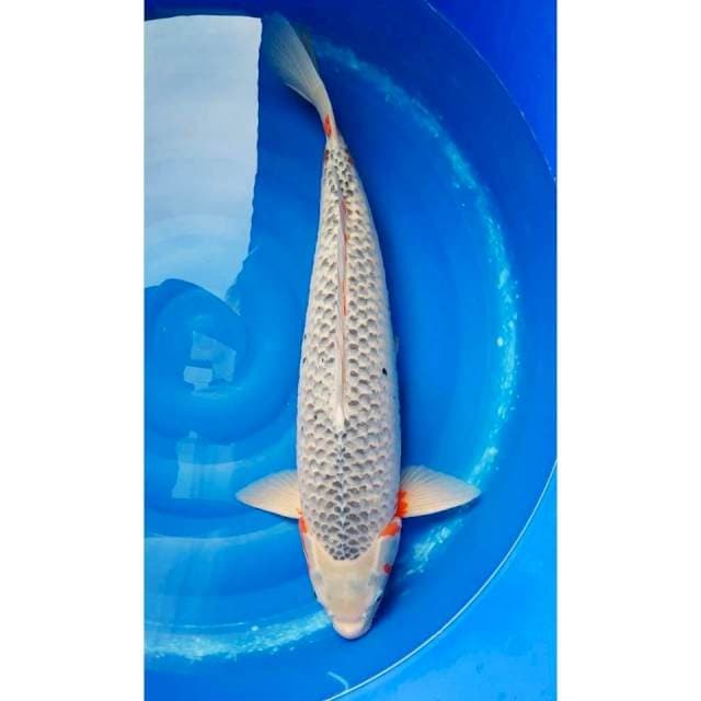 Jumbo Asagi 67cm (F)