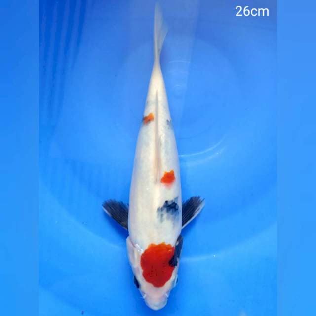 Kindai showa 26cm HQ