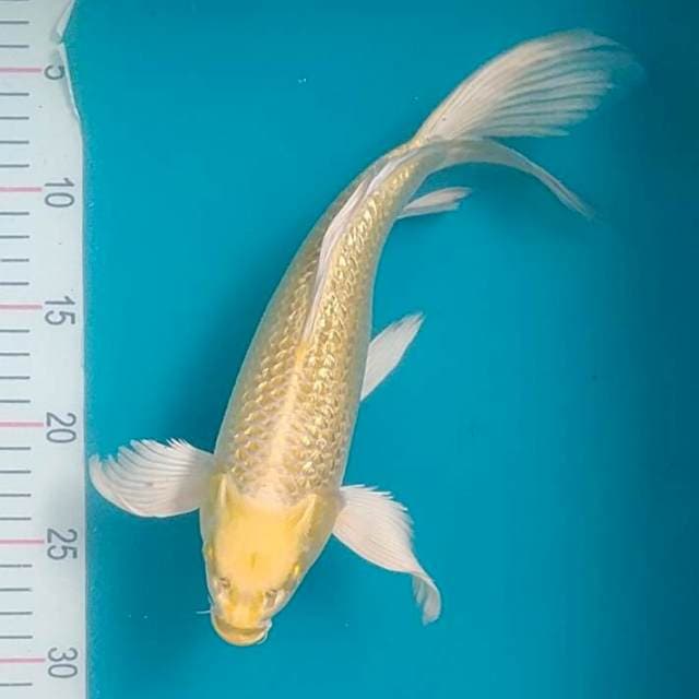 Kumpay Ogon Ginrin 30cm