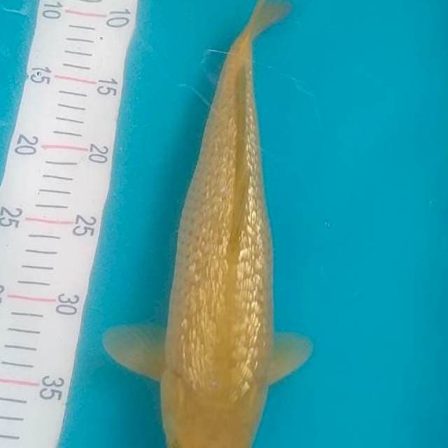 Midori Ginrin 35cm
