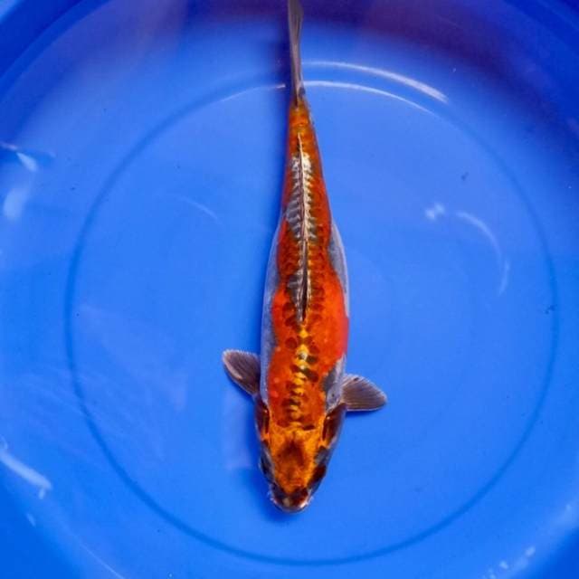 Kikokuryu 34 cm