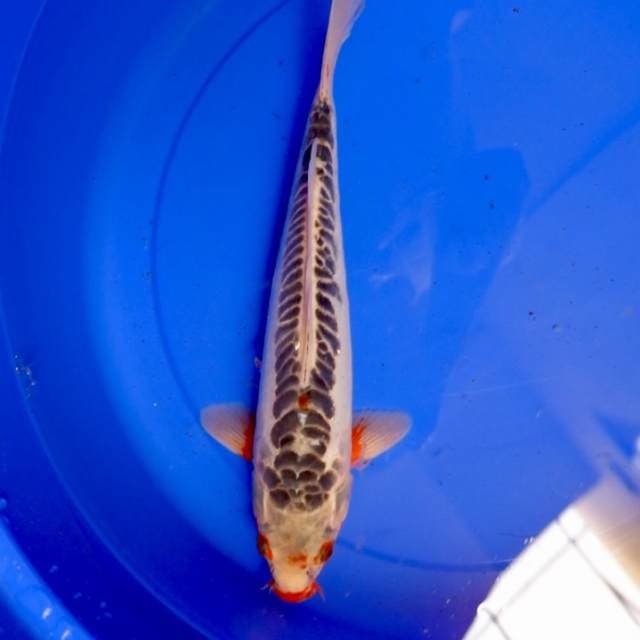 Shusui 33 cm