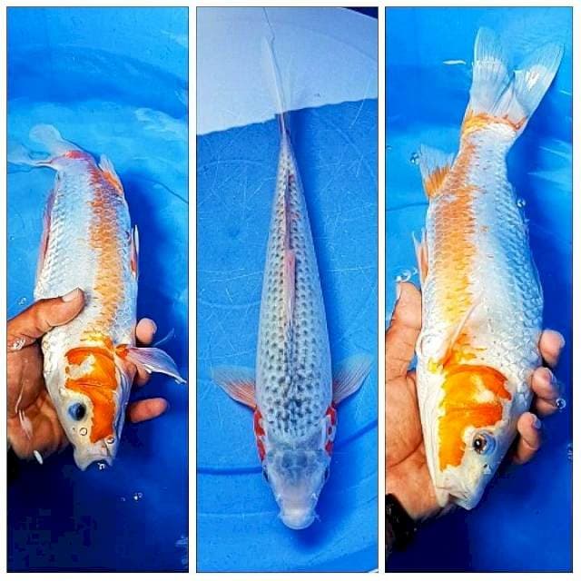 Asagi Konjo Male