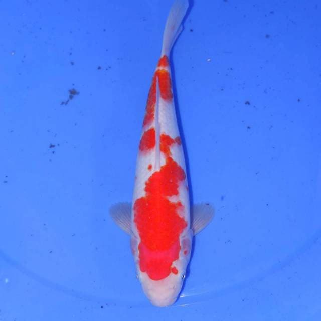 KOHAKU