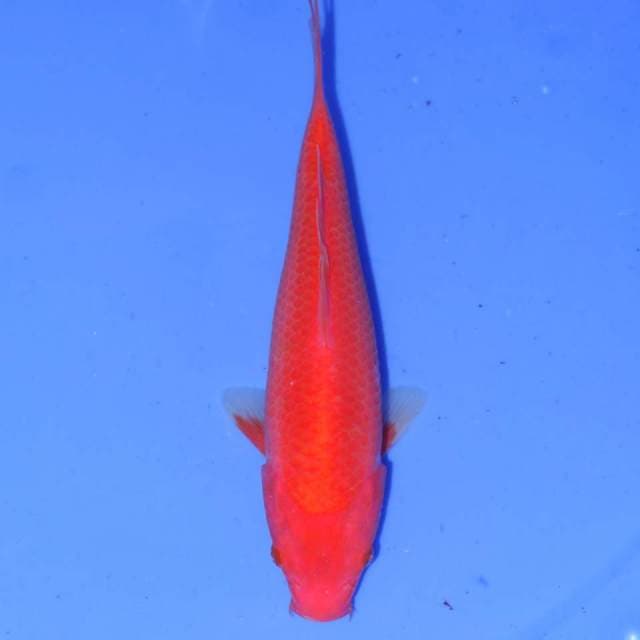 BENIGOI