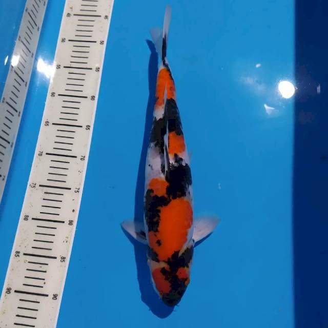 Maruten Showa 42cm pejantan tangguh