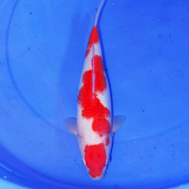30cm ISTIMEWA KOHAKU