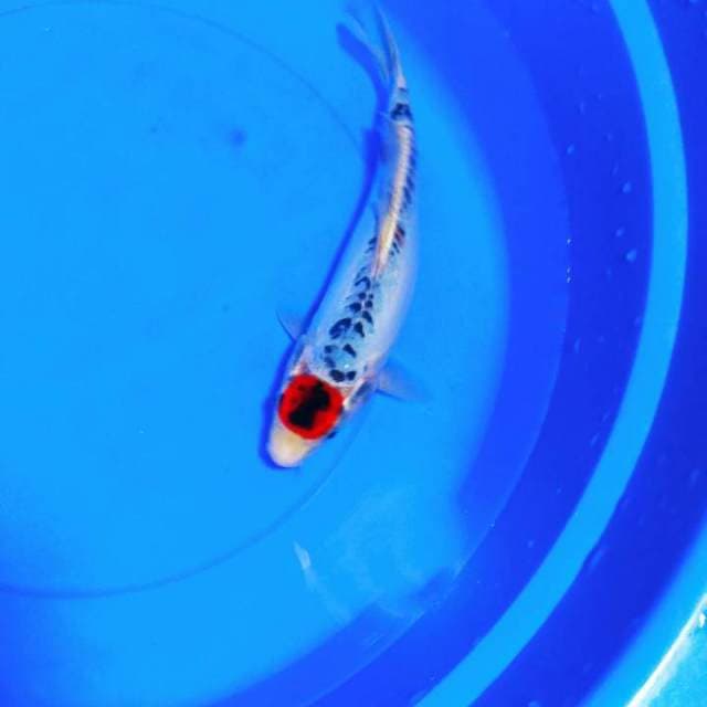 Tancho Ghosyki doitsu 28 cm ( cuting merapikan)