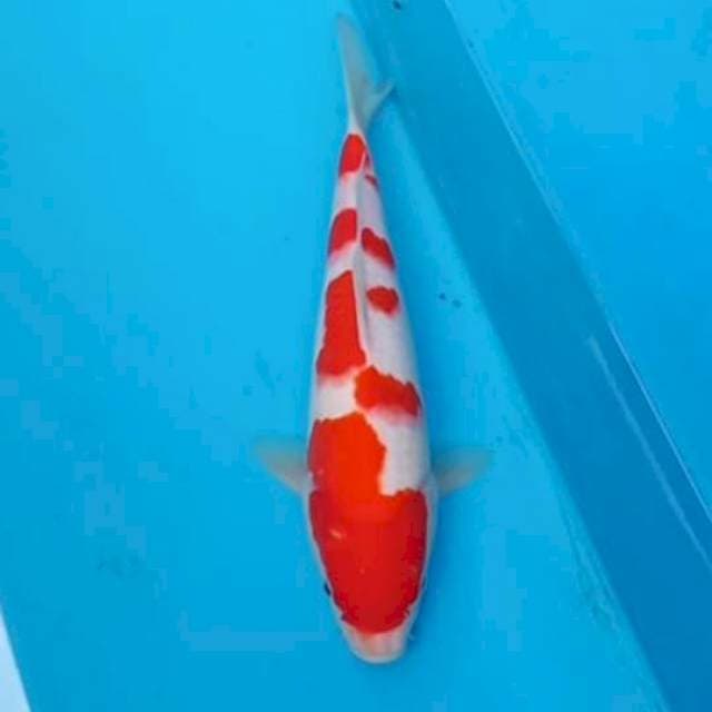 Kohaku 23cm