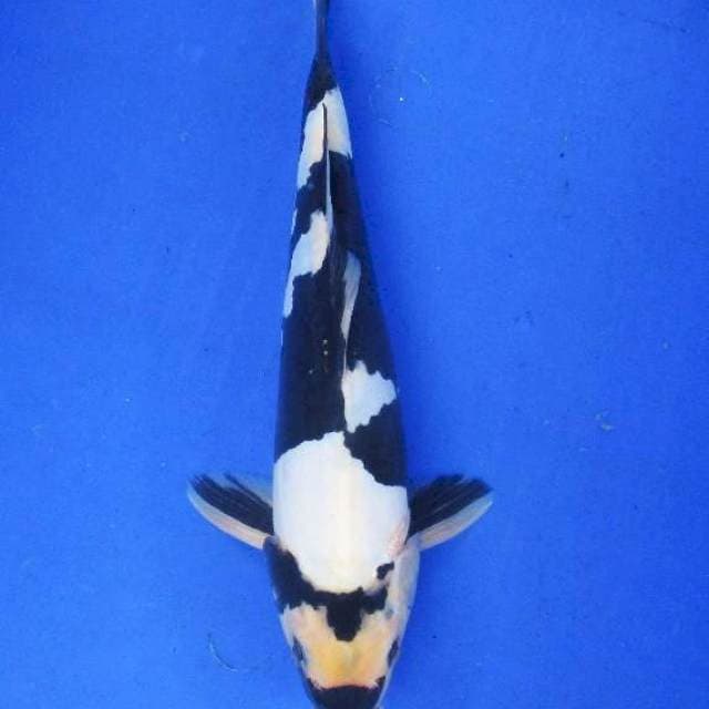 Shiro doitsu ±32cm sq