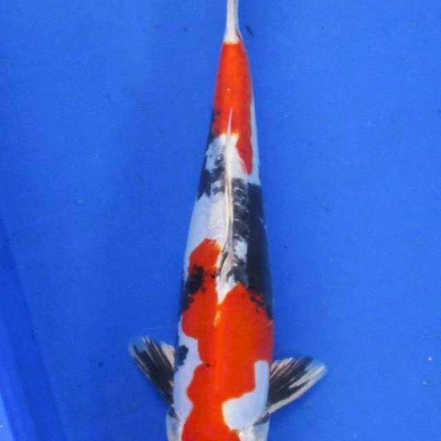 Showa doitsu hikari ±32cm