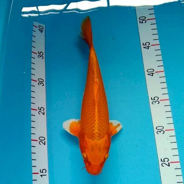 Orenji ogon 27 cm