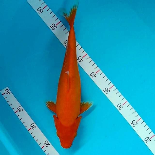 Benigoi Doitsu tembus perut 32cm