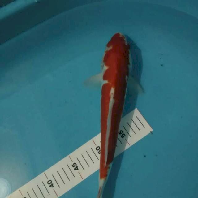KOHAKU DOIT ARAGOKE 34 CM