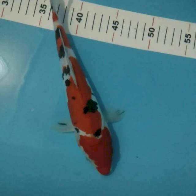 SANKE MARUTEN ARAGOKE DOITSU 33 CM