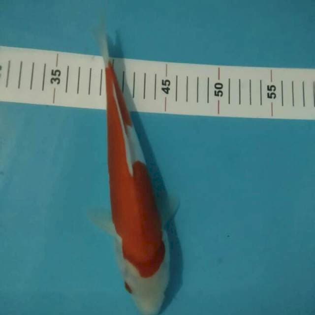 KOHAKU DOITSU 25 CM