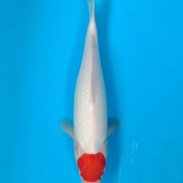 Tancho Kohaku 30cm