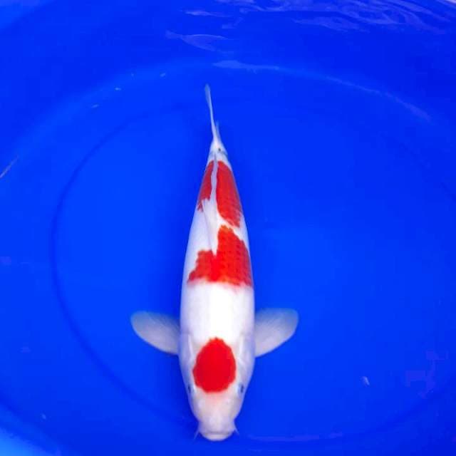 Kohaku cihuy