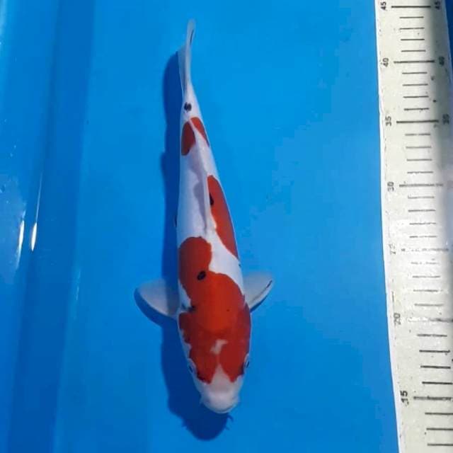 ORIGINAL SANKE DOITSU 28 CM