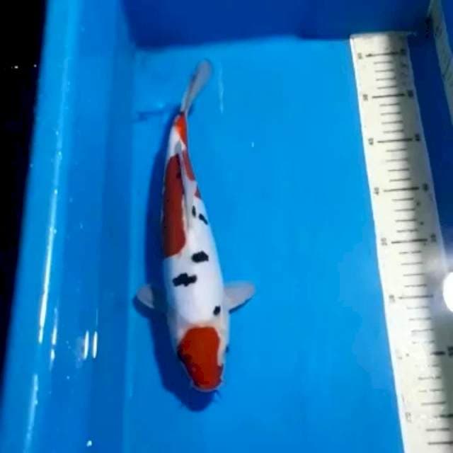 MARUTEN SANKE DOITSU 30 CM