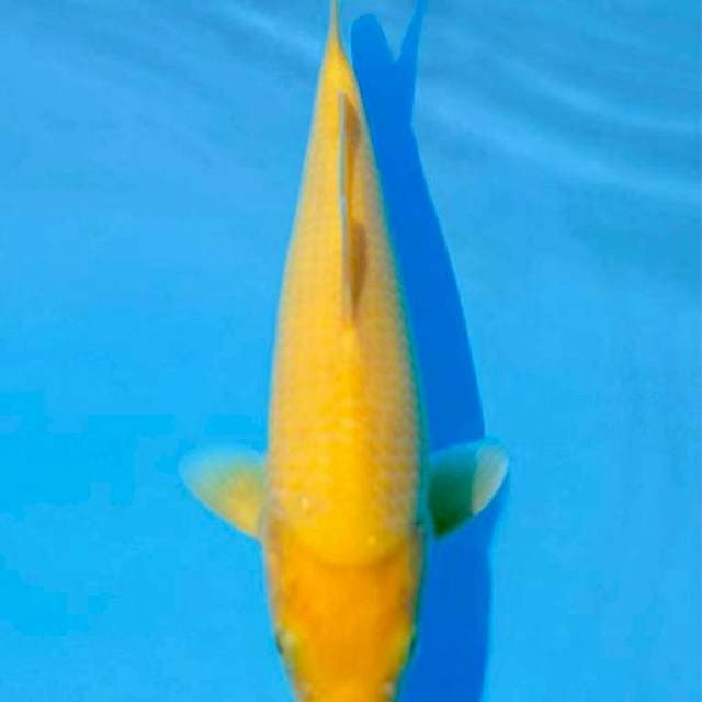 Karashi 40bu