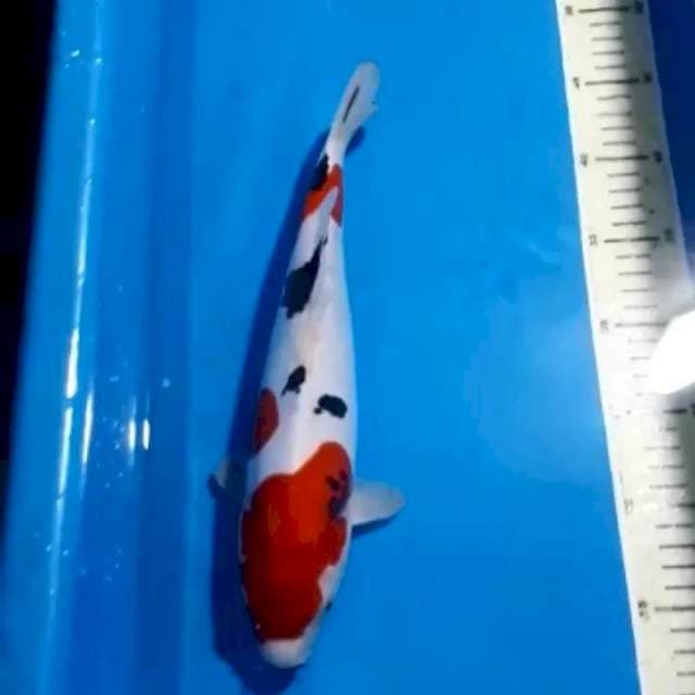 ORIGINAL SANKE DOITSU 32 CM