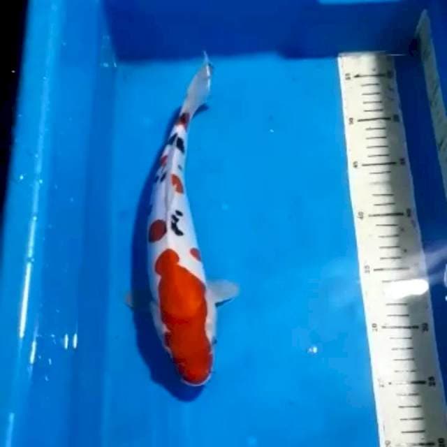 SANKE DOITSU 30 CM