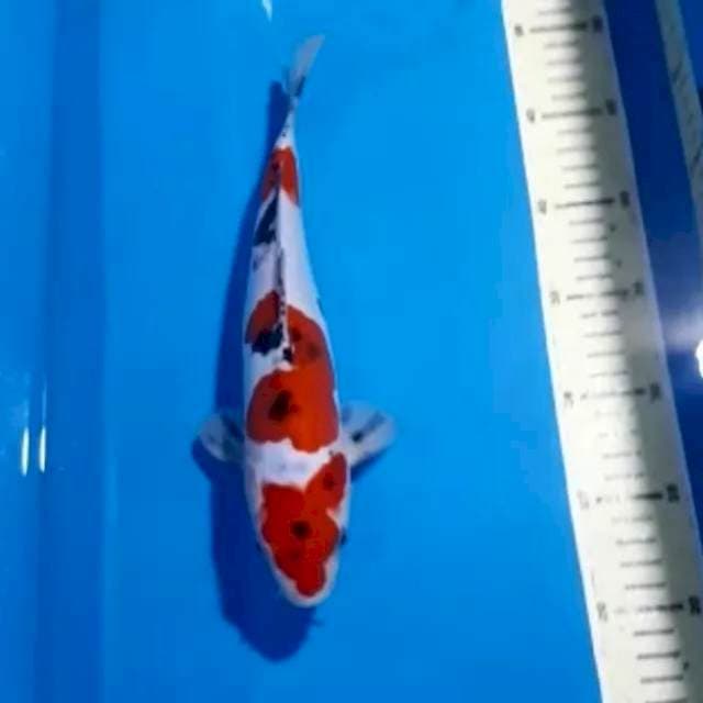 SANKE DOITSU 28 CM