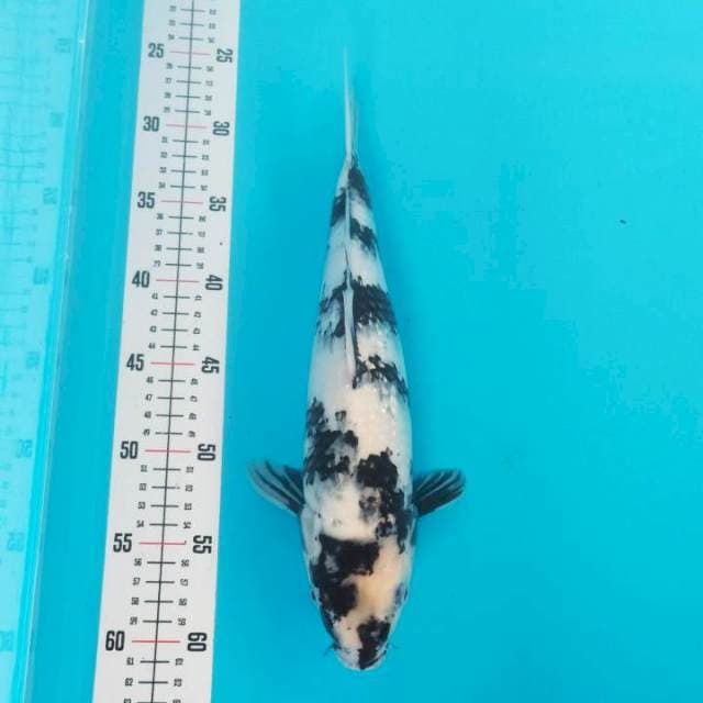 Shiro Ginrin SQ 34cm