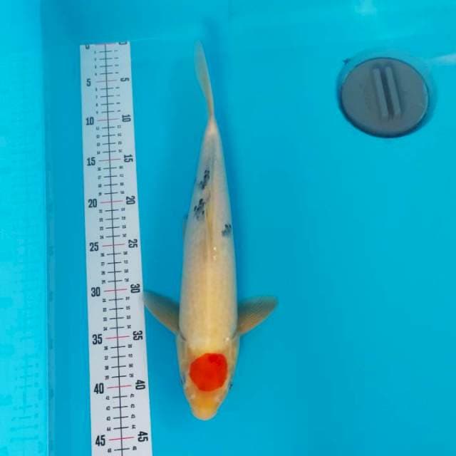 Tancho Sanke 40cm