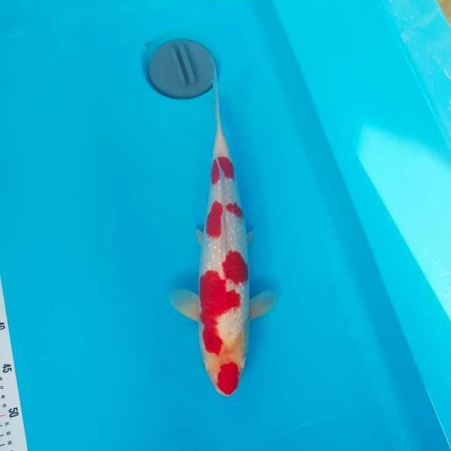 Kohaku Ginrin SQ 40cm